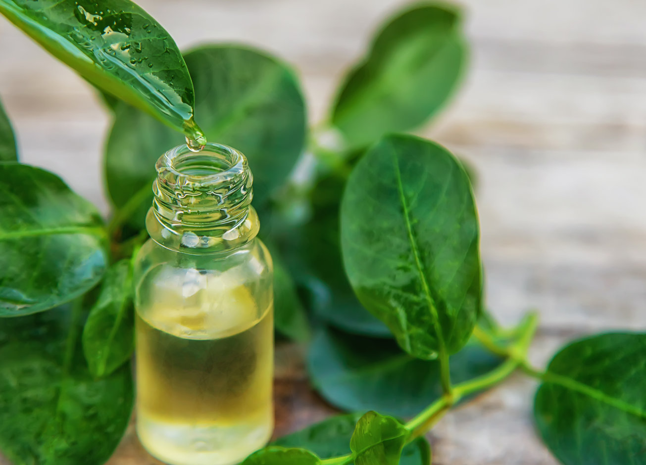 Aceites esenciales de especias de árbol de té - 1