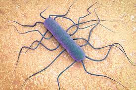 Listeria monocytogenes en superficies