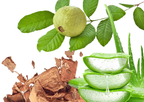 Extractos para alimentos Cuidado de la Salud Digestiva