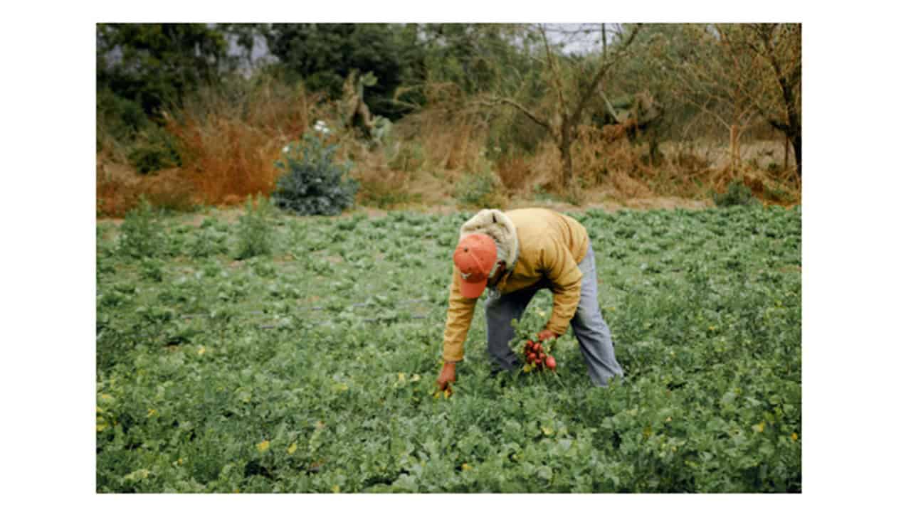 Gluconato de sodio para la Agricultura