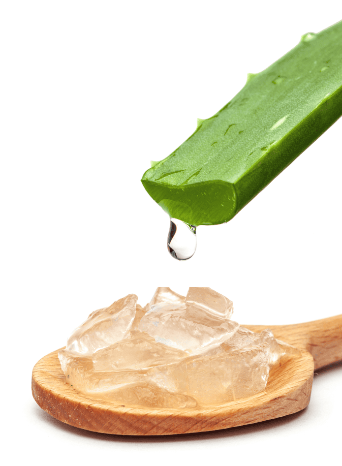 Aloe Vera, Aloe Barbadensis Miller para Formulaciones Cosméticas - 4