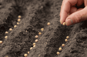 Fertilizantes foliares ProsiMICROS® BalanPlet Zn