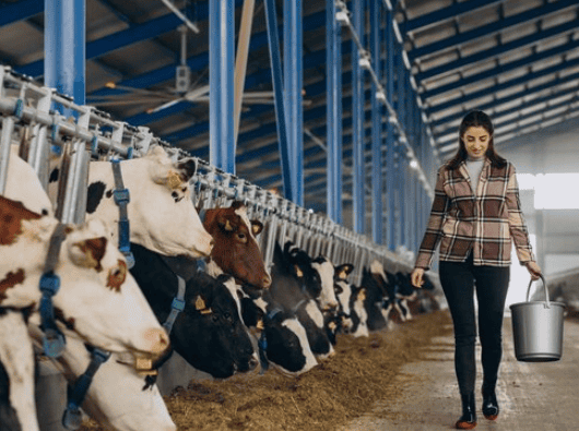 Oxido de zinc para la industria agricola grado feed