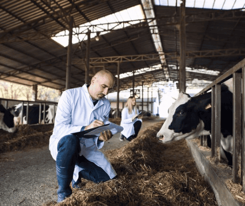 Oxido de zinc para la industria agrícola en alimentos
