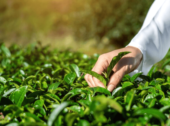 Agroquimicos ProsiMICROS®  ProZINC C
