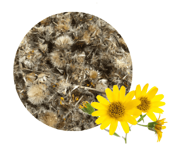 Herbolaria ARNICA (Extracto seco o en polvo) Nutraze 2