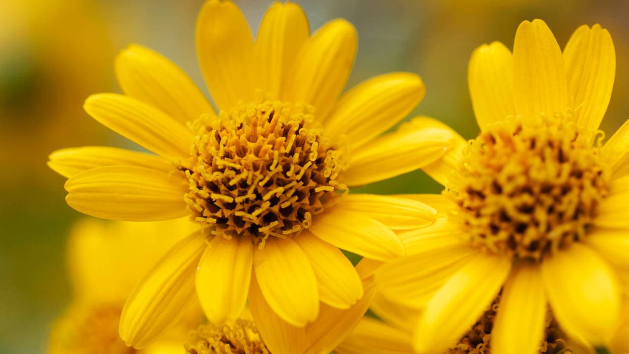 Herbolaria ARNICA (Extracto seco o en polvo) Nutraze 3