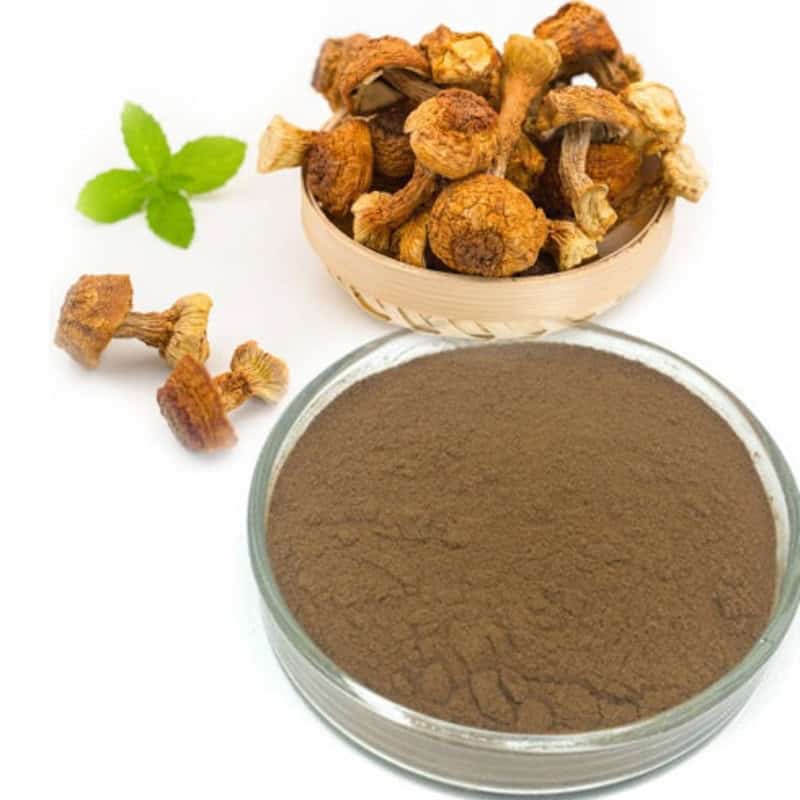 Herbolaria HONGO SHITAKE EN POLVO