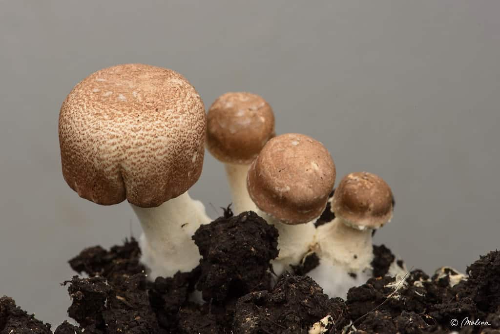 Herbolaria HONGO SHITAKE EN POLVO