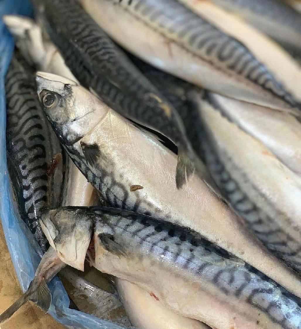 Pescado congelado Frozen fish for sale