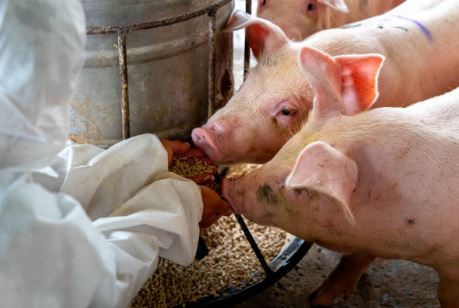 Distribución de vitaminas y minerales para cerdos en etapas de engorda, reproductor, crianza y lechón