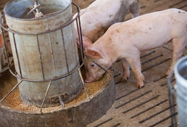 Distribución de vitaminas y minerales para cerdos en etapas de engorda, reproductor, crianza y lechón Manuchar Internacional 2