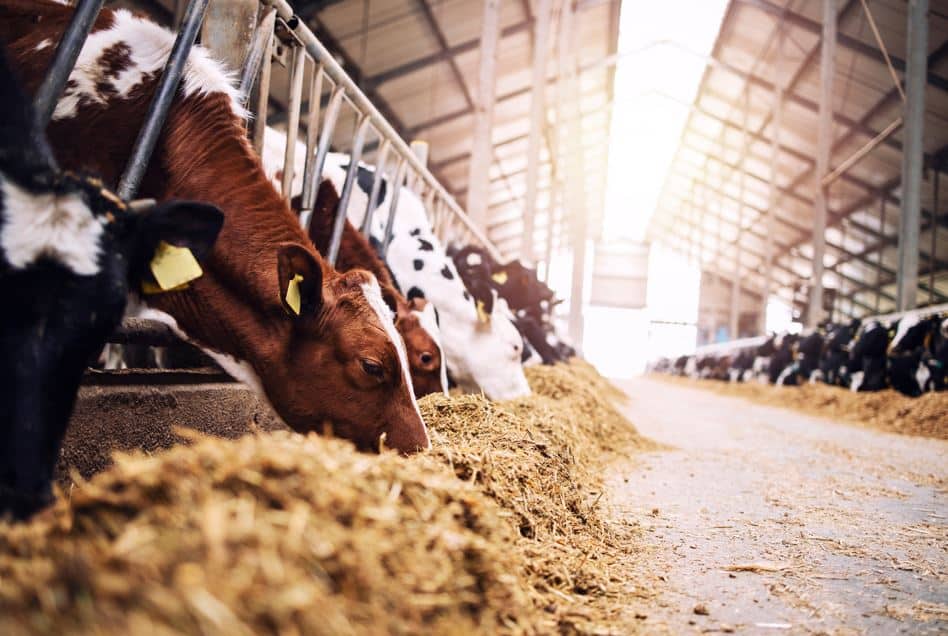 Distribución de productos químicos para fabricación de alimentos para animales