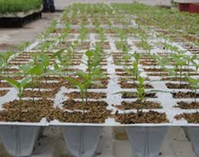 Sustrato para plántulas vermiculita