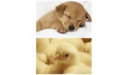 Transporte de animales vivos