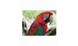 Transporte de animales vivos - SE Global Logistics