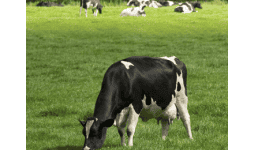 Leche en polvo - AgMotion México