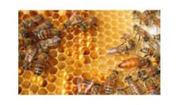 Ceras (aislantes, antioxidantes, microcristalinas, grado electronico, minerales, para laminado, sinteticas) - Ceras Universales
