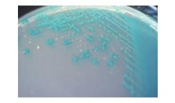 Medios de Cultivo (Bacteriológico, Deshidratados, Preparados) - Serco Comercial