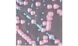 Medios de Cultivo (Bacteriológico, Deshidratados, Preparados) - Serco Comercial