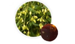 Aceite de neem  - Earth Expo Company