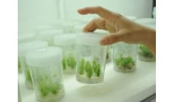 Cultivo de tejidos - Marine Hydrocolloids