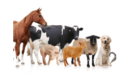 Aditivos grado alimenticio uso veterinario - AIG Sinergia y Representaciones