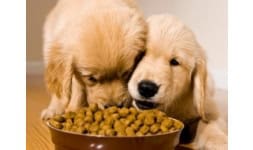 Aditivos para alimentacion animal - AIG Sinergia y Representaciones