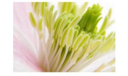 Fragancias (bases para perfumes) - Mane México