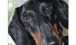 Medicinas veterinarias - Pet's Pharma de México