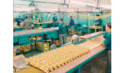 Filtro y - Manómetros Y Válvulas Industriales