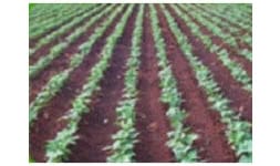 Borato de sodio - boro - Industrial Hocesa