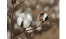 Semillas de algodon - AgMotion México