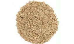 Alpiste - Nuez Almendra y Granos