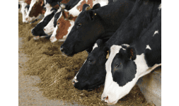 Materias primas alimentos balanceados - AgMotion México