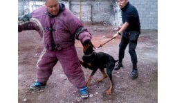 Perros guardianes - Begecan Adiestramiento y Servicio Privado en Seguridad Canina