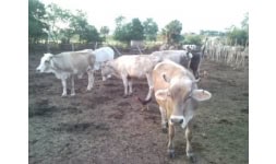 Ganado vacuno - Agro y Ganadería Reyver