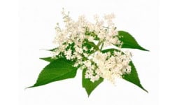 Sauco flor - Engloba Food Solutions