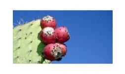 Xoconostle completo en polvo - Engloba Food Solutions