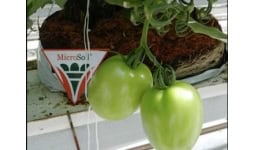 Mejoradores de suelo a base de microorganismos - Agrícola Genética