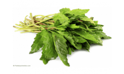 Epazote deshidratado - Engloba Food Solutions