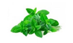 Hierbabuena quebrada - Engloba Food Solutions