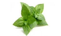 Menta en polvo - Engloba Food Solutions