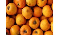 Tejocote en polvo - Engloba Food Solutions