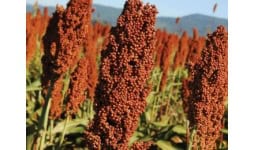 Sorgo para grano y forraje - FAYLE