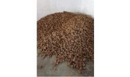 Candelilla wax - Producción de Cera