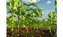 Silice (bióxido de silicio) - Eager Century Inc.