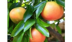 Toronja - Frutas y Hortalizas Orgánicas de Michoacán México