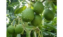Aguacate hass - Frutas y Hortalizas Orgánicas de Michoacán México