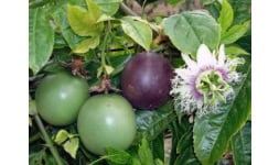 Fruta de la pasion - Frutas y Hortalizas Orgánicas de Michoacán México